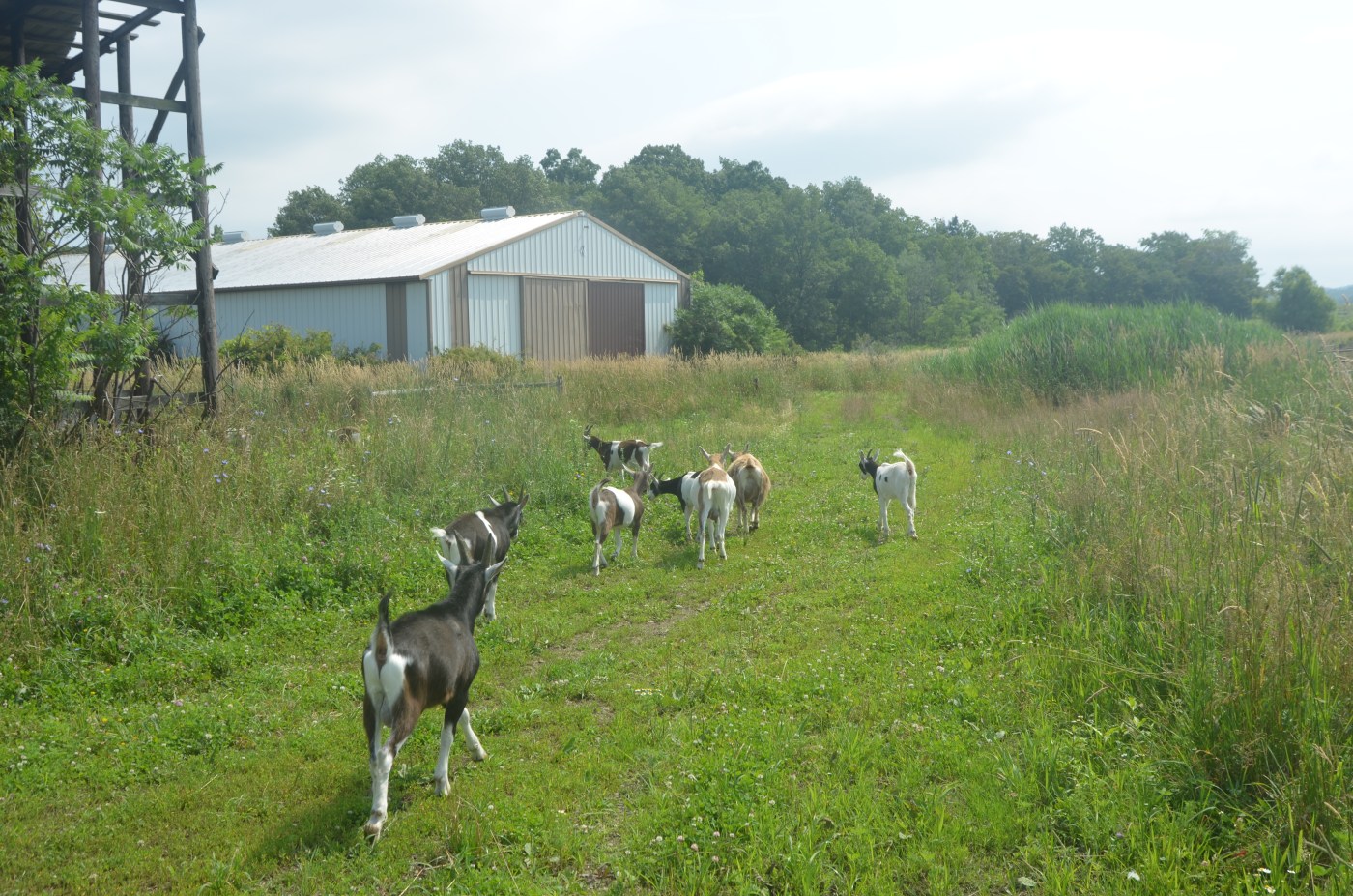 Toboggan Hill Farm photo 2